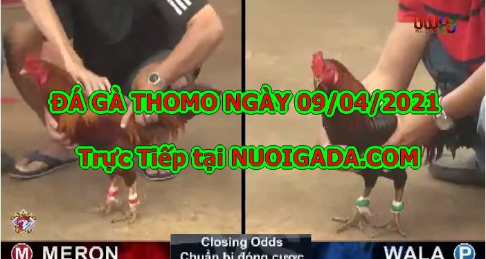 đá gà Thomo Hôm Nay