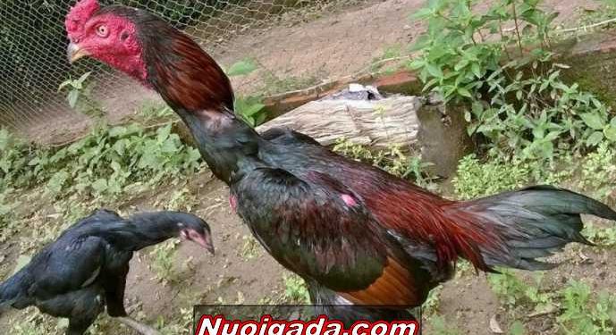 Thuốc cho gà đá