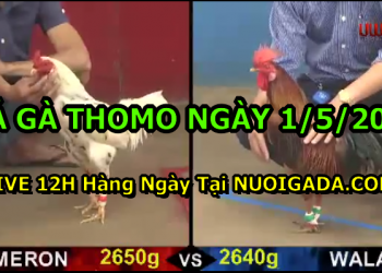 Video đá gà cựa sắt