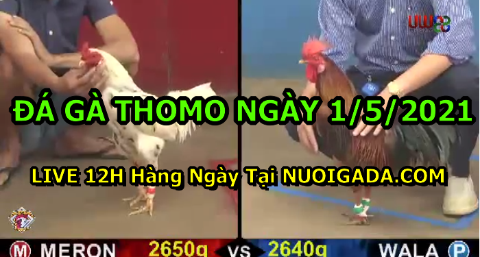 Video đá gà cựa sắt