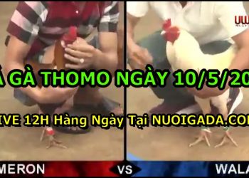 đá gà 10/5/2021