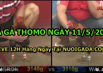 đá gà ngày 11/5