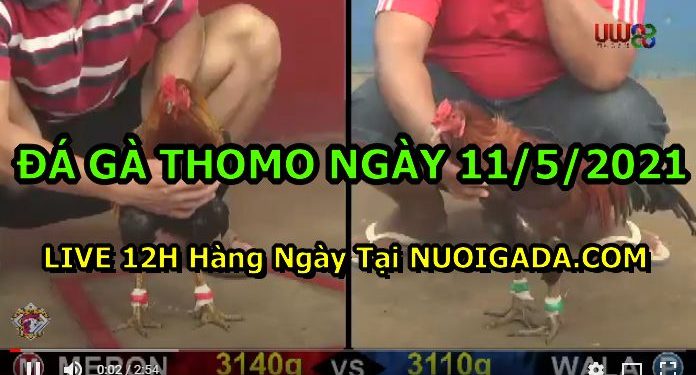 đá gà ngày 11/5