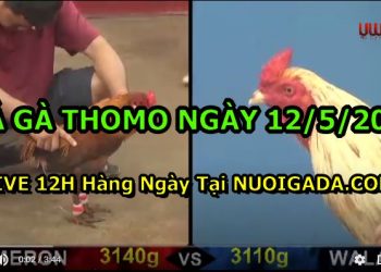đá gà 12-5