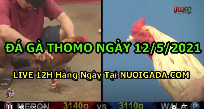 đá gà 12-5