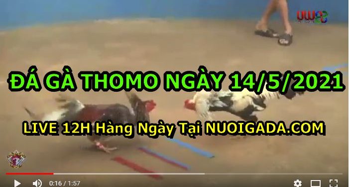 đá gà 14-5