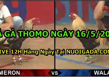 đá gà 16-5