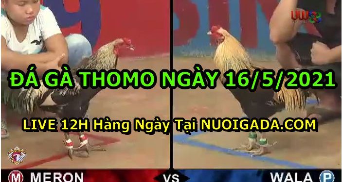đá gà 16-5