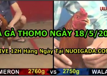 đá gà 18-5