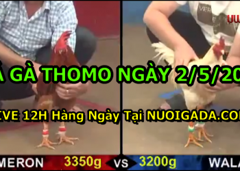 Clip đá gà cựa sắt Thomo