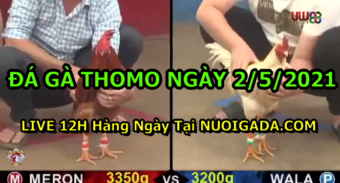 Clip đá gà cựa sắt Thomo