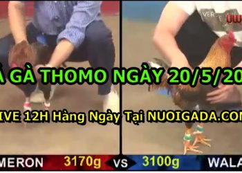 đá gà 20-5