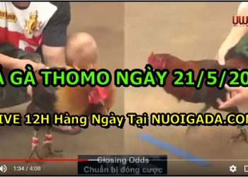 đá gà 21-5