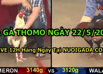 đá gà 22-5