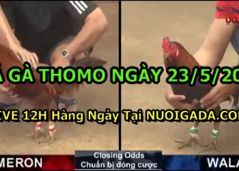 đá gà 23-5