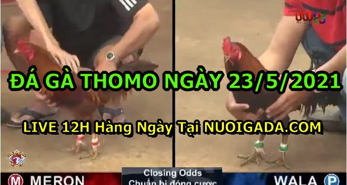 đá gà 23-5