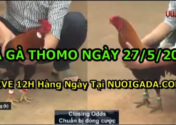 đá gà 27-5