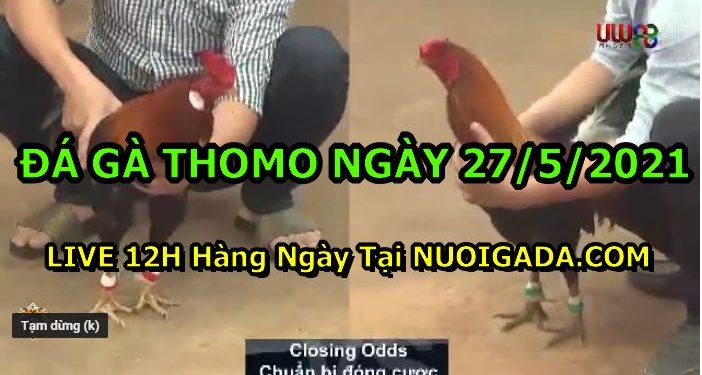 đá gà 27-5
