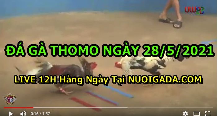 đá gà 28-5