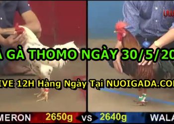 đá gà 30-5