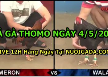 Đá gà Thomo Cựa Sắt
