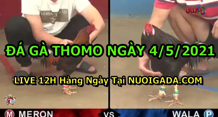 Đá gà Thomo Cựa Sắt