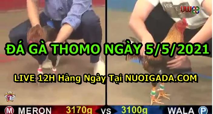 video chọi gà Hay