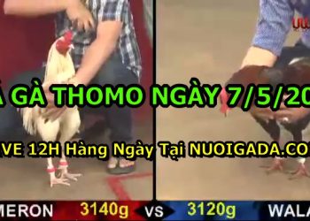 Đá gà nòi tại Casino 67