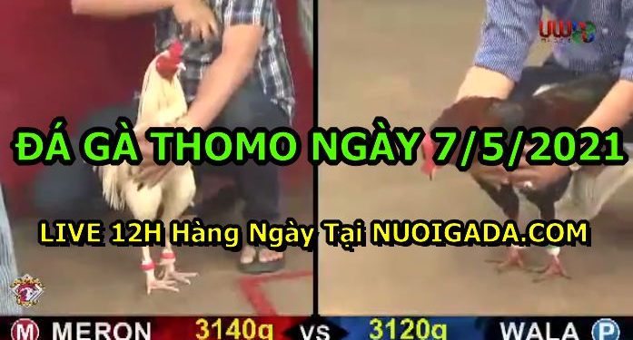 Đá gà nòi tại Casino 67