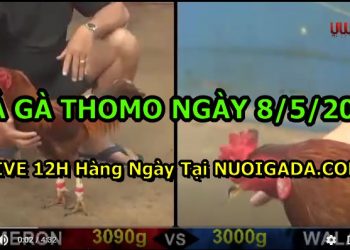 Xem gà đá trường Thomo