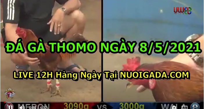 Xem gà đá trường Thomo