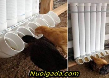 làm máng ăn cho gà