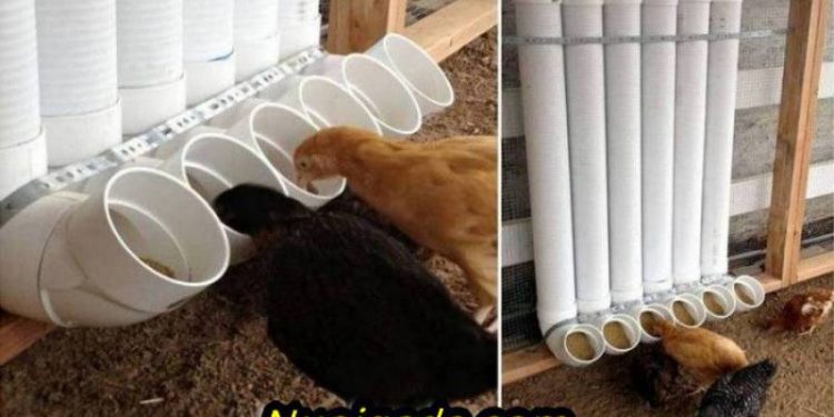 làm máng ăn cho gà