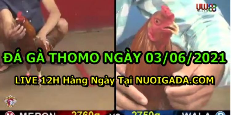 đá gà 3-6