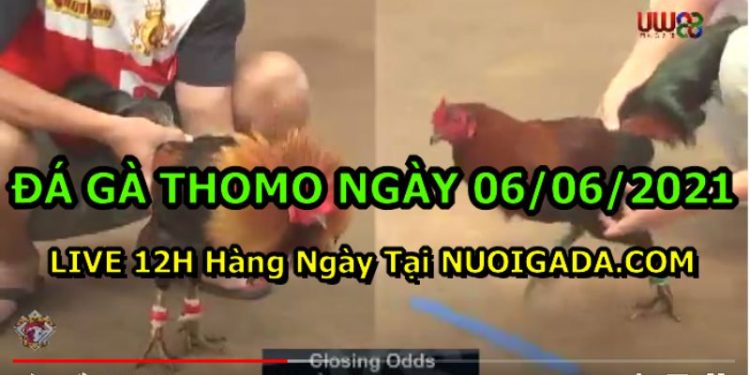 đá gà 6-6