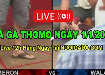 Đá gà Campuchia 1/1/2023