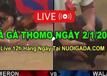 Đá gà Campuchia 2/1/2023