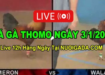 Đá gà Campuchia 3/1/2023