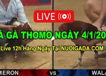 Đá gà Campuchia 4/1/2023