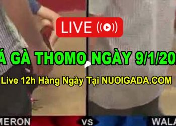 Đá gà Campuchia 9/1/2023