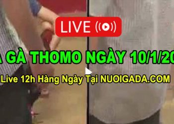 Đá gà Campuchia 10/1/2023