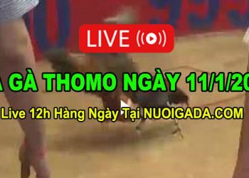 Đá gà Campuchia 11/1/2023