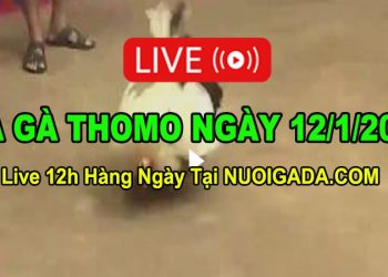 Đá gà Campuchia 12/1/2023