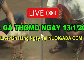 Đá gà Campuchia 13/1/2023