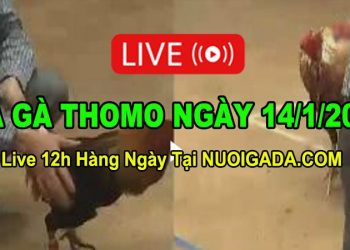 Đá gà Campuchia 14/1/2023