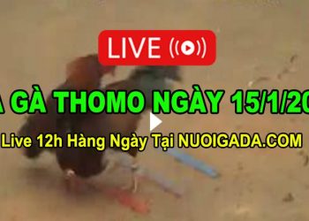 Đá gà Campuchia 15/1/2023