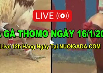 Đá gà Campuchia 16/1/2023