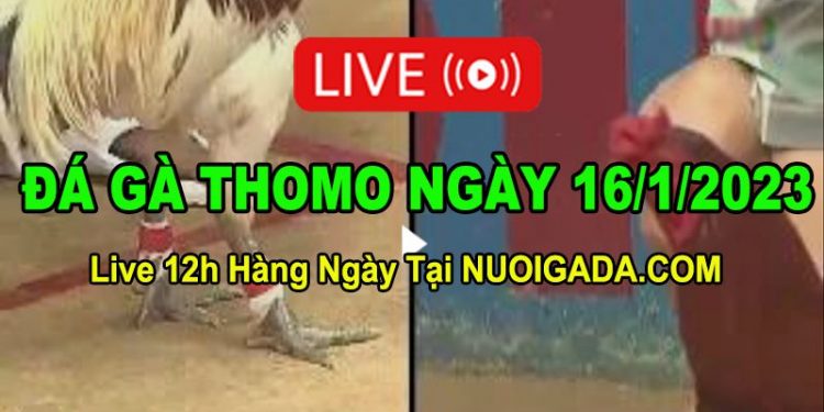 Đá gà Campuchia 16/1/2023