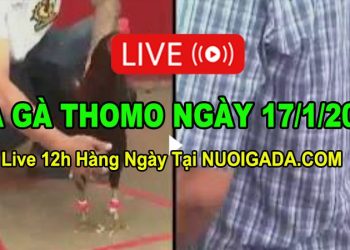 Đá gà Campuchia 17/1/2023