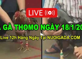 Đá gà Campuchia 18/1/2023